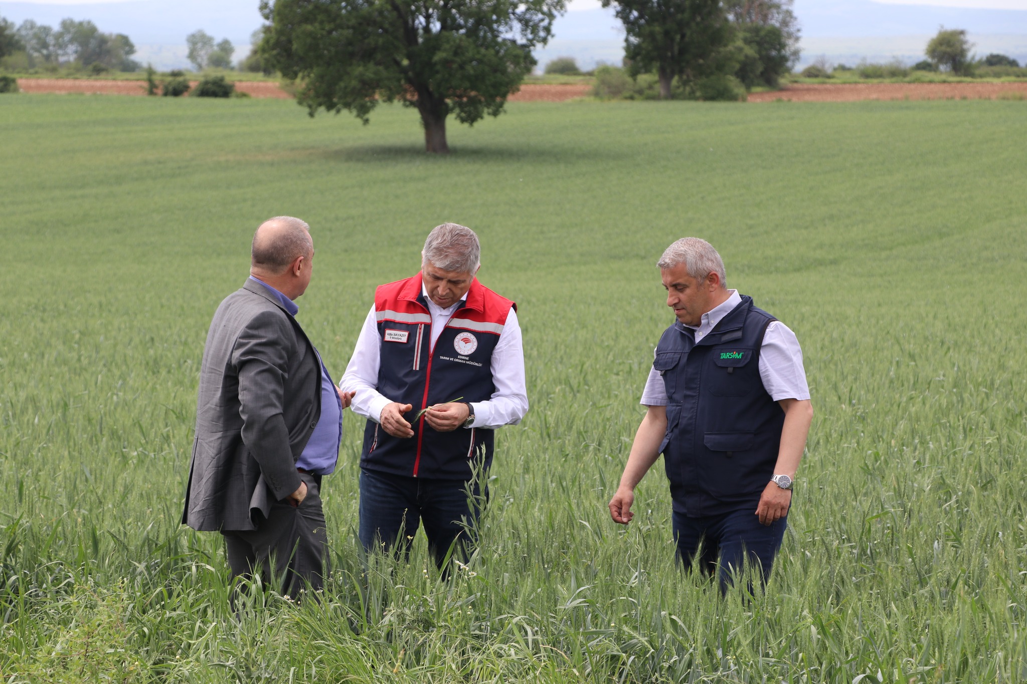 Doludan zarar gören tarlalarda hasar tespit çalışması