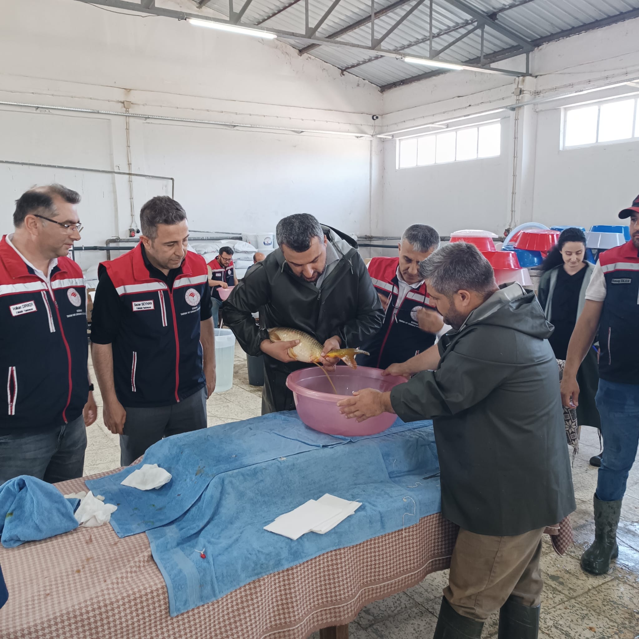 Göllere 10,5 milyon balık yavrusu