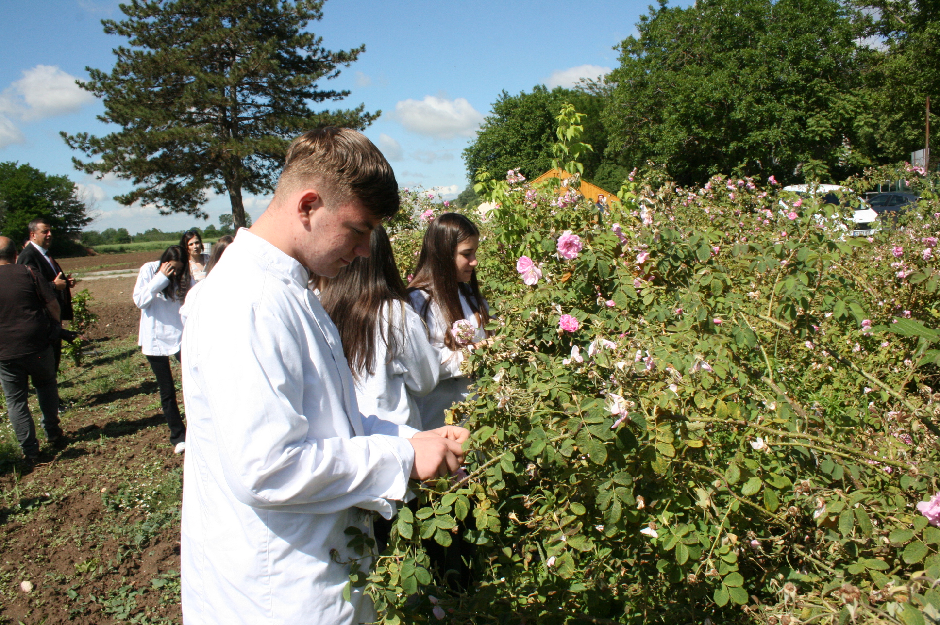 Reçel için Edirne Gülü hasadı