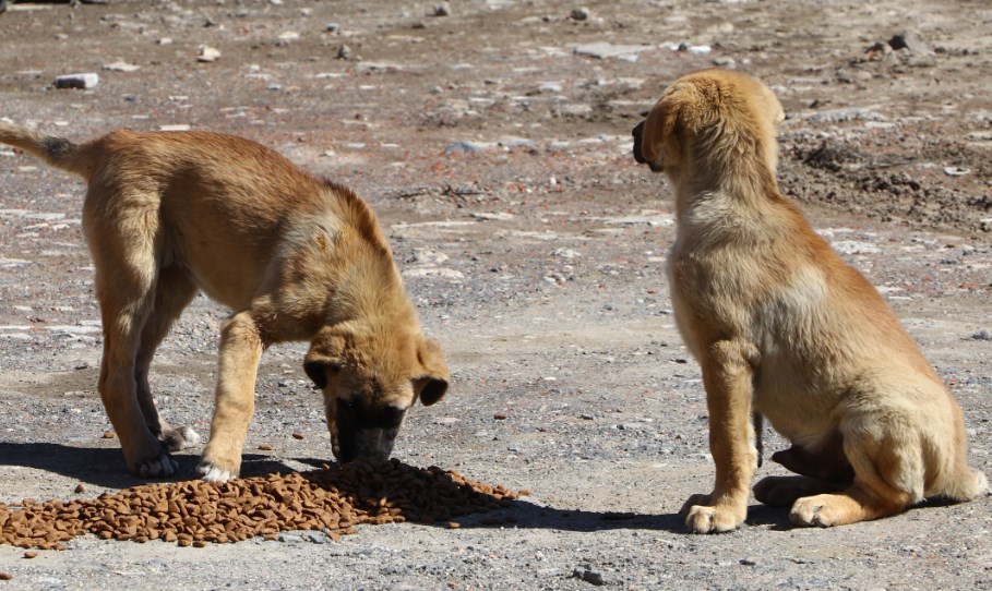 İl Hayvanları Koruma Kurul kararları yayınlandı