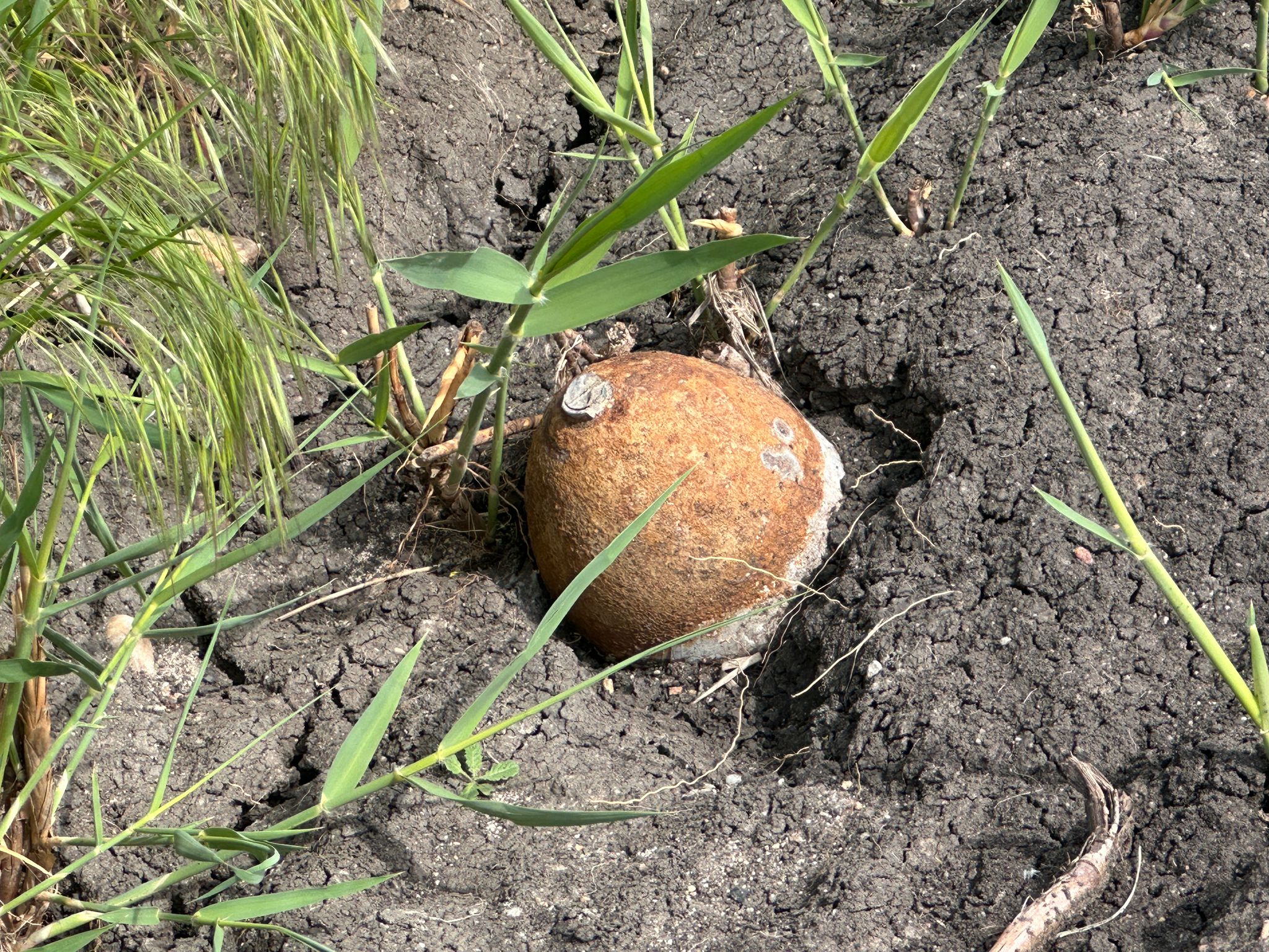 Ayçiçeği tarlasında tehlikeli keşif