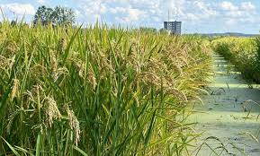 Çeltik ekim müracatları başladı