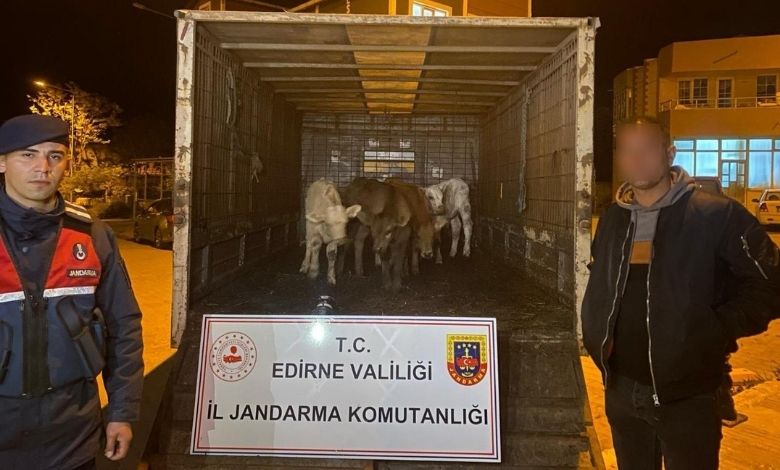 Hayvan hırsızlığına jandarma engeli
