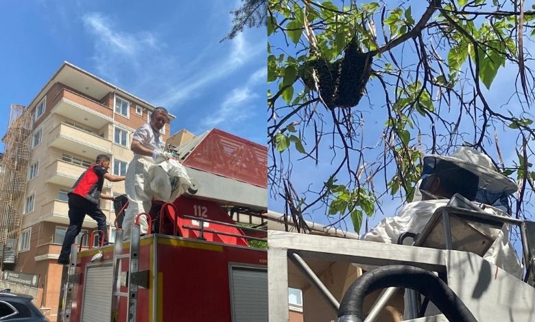 Okul yanında oğul veren arılar toplandı