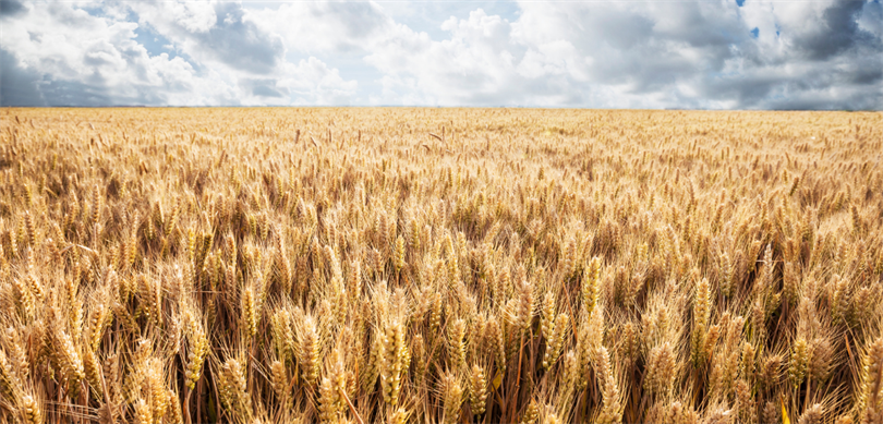‘Açıklanan fiyatlar üreticinin boynunu büktü’