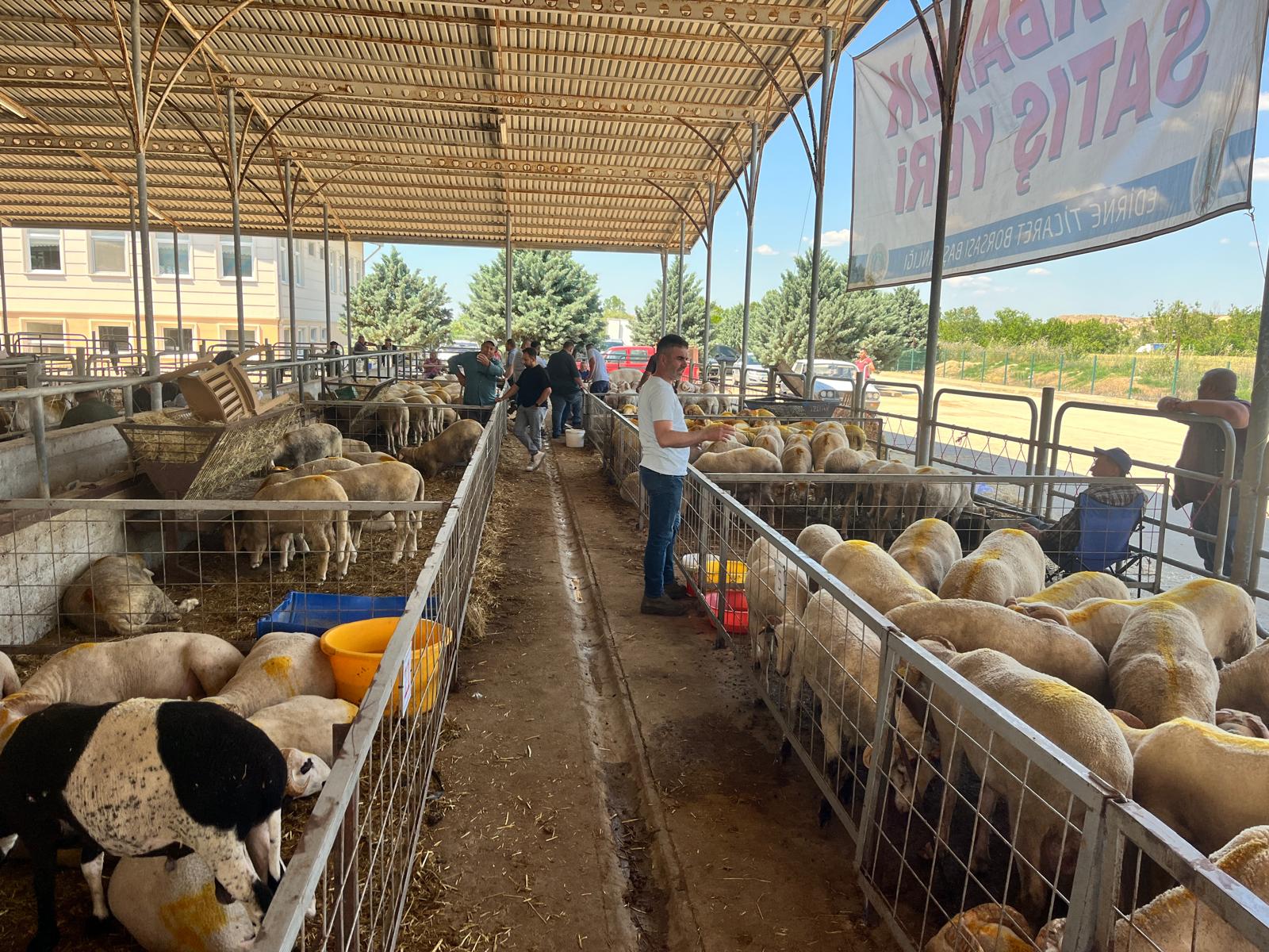 ‘Canlı Hayvan Satış Borsası’nda işler kesat’