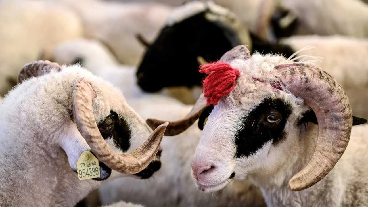 Satılamayan kurbanlıkları Et ve Süt Kurumu satın alacak