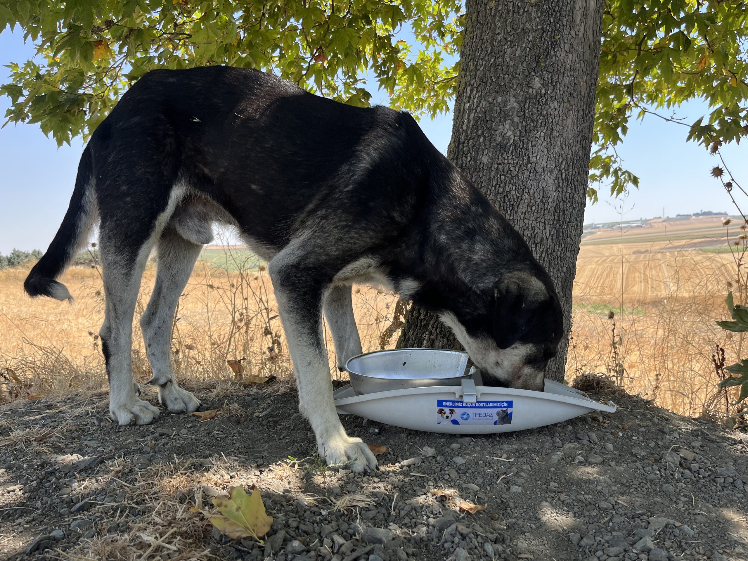 TREDAŞ’ın armatürleri, sokak hayvanlarına mama kabı oluyor