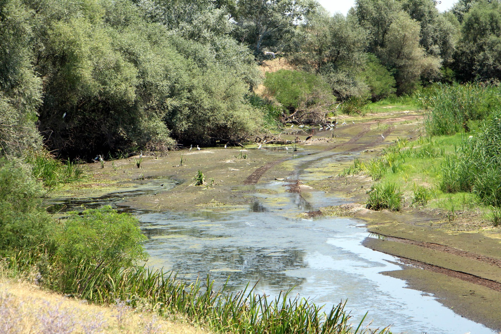 Türkiye'nin çeltik ambarında kuraklık alarmı!