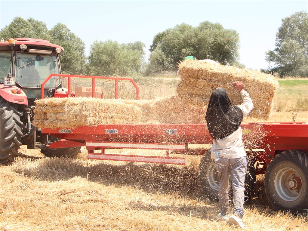 Kavurucu sıcakta her bir balya, evde ekmek!