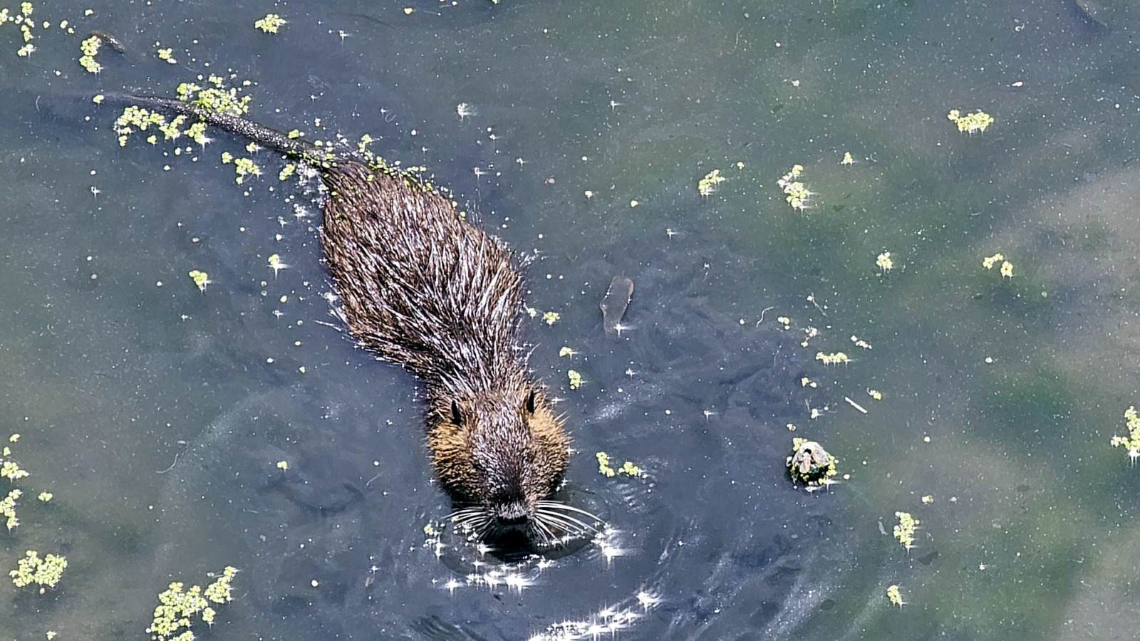 Havsa Deresi’nde sürpriz misafirler!