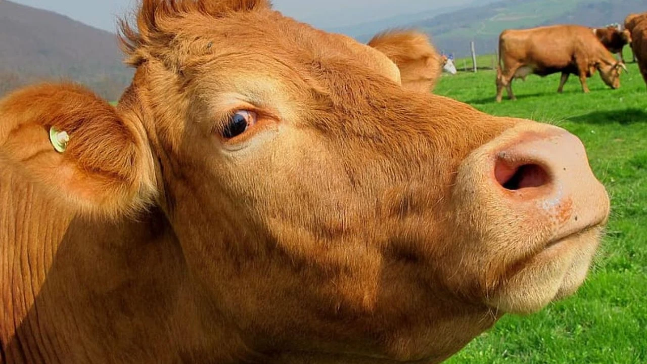 '10 bin veteriner sahada'