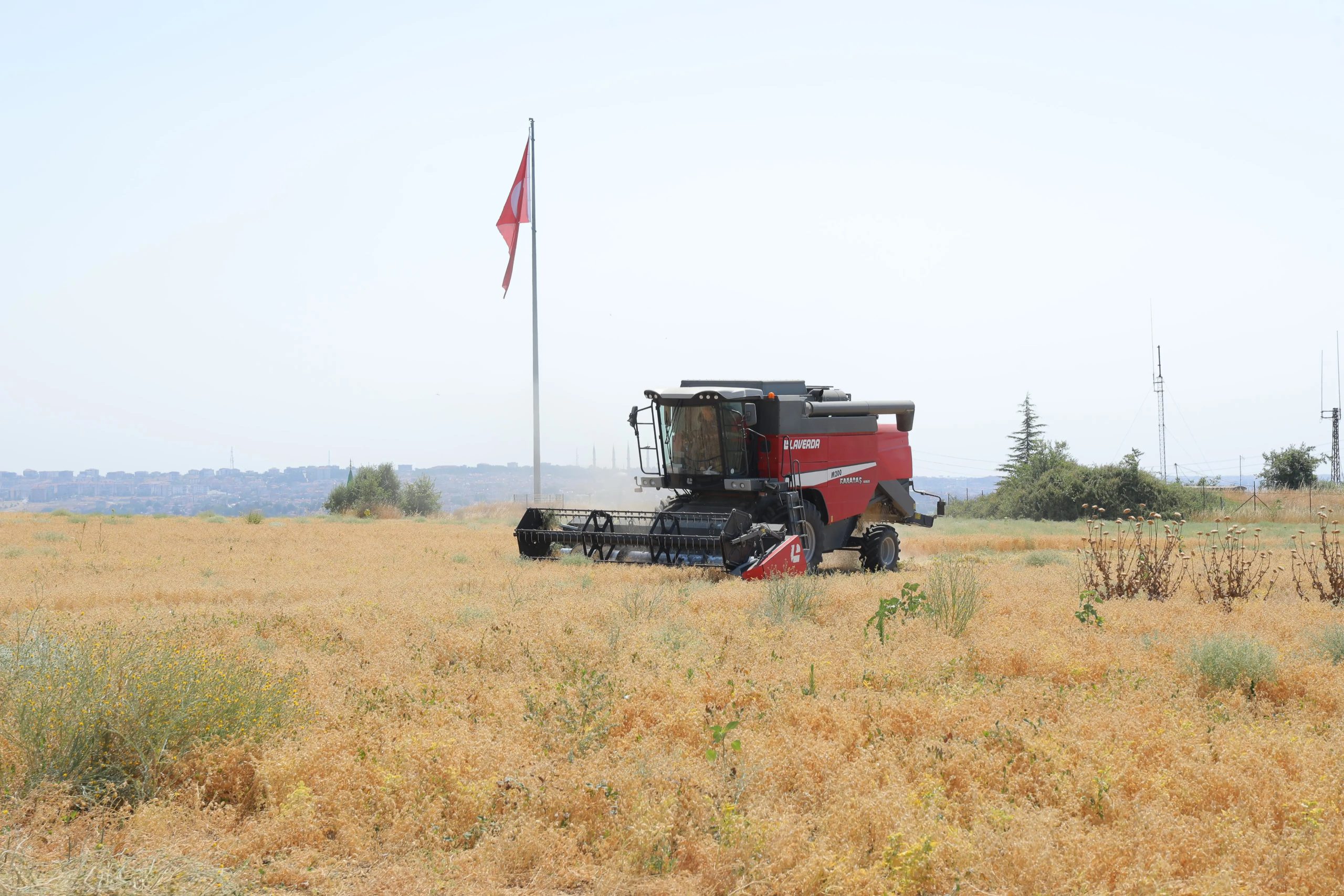 Belediyeden nohut hasadı