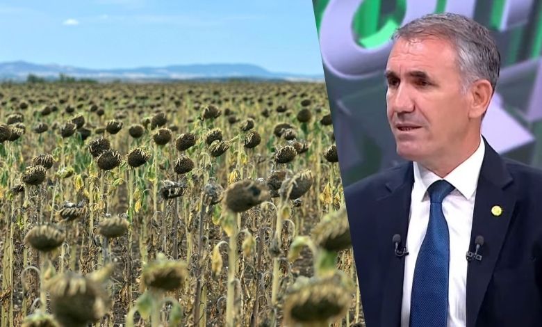 Ayçiçeği üretiminde tehlike çanları!