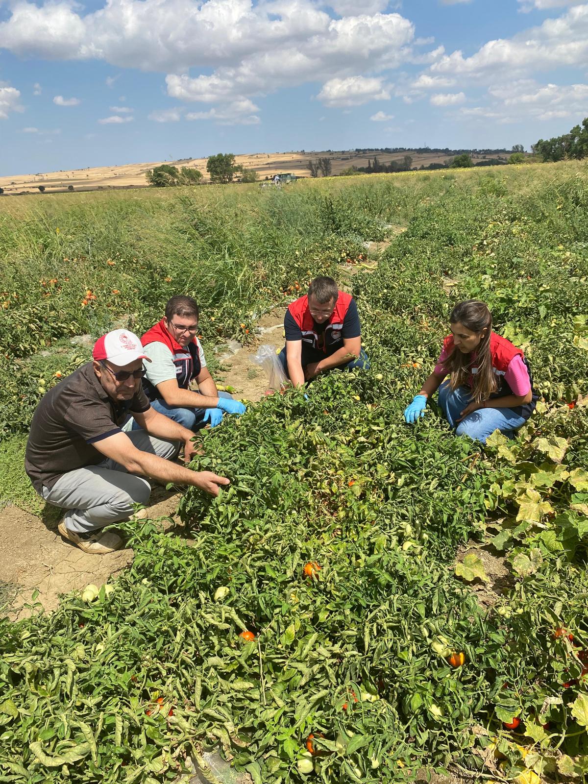 Edirne'de domateslere 'pestisit' takibi