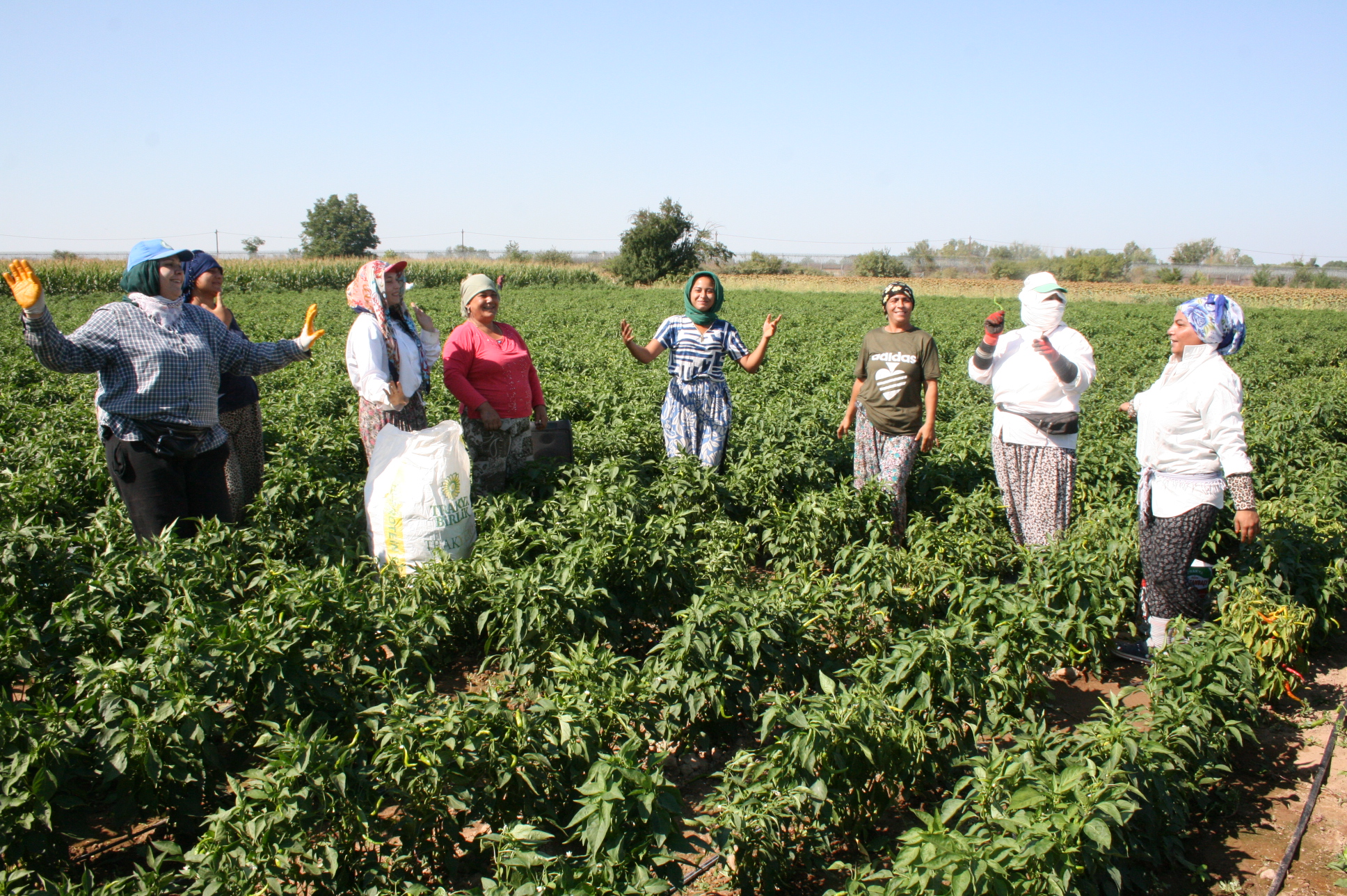 Karaağaç acı biberine 9/8'lik hasat