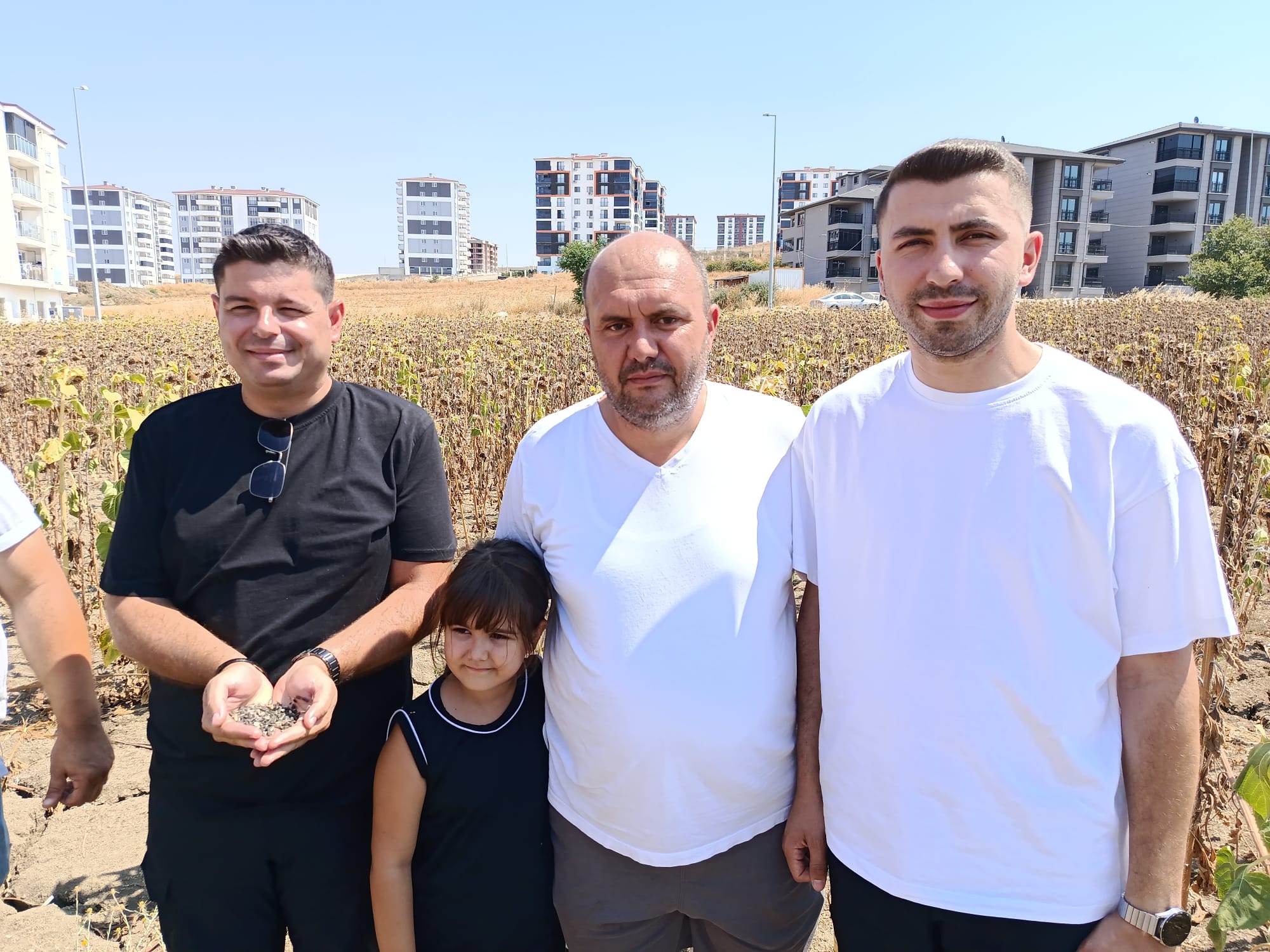 Belediyeden ayçiçeğinde ilk hasat