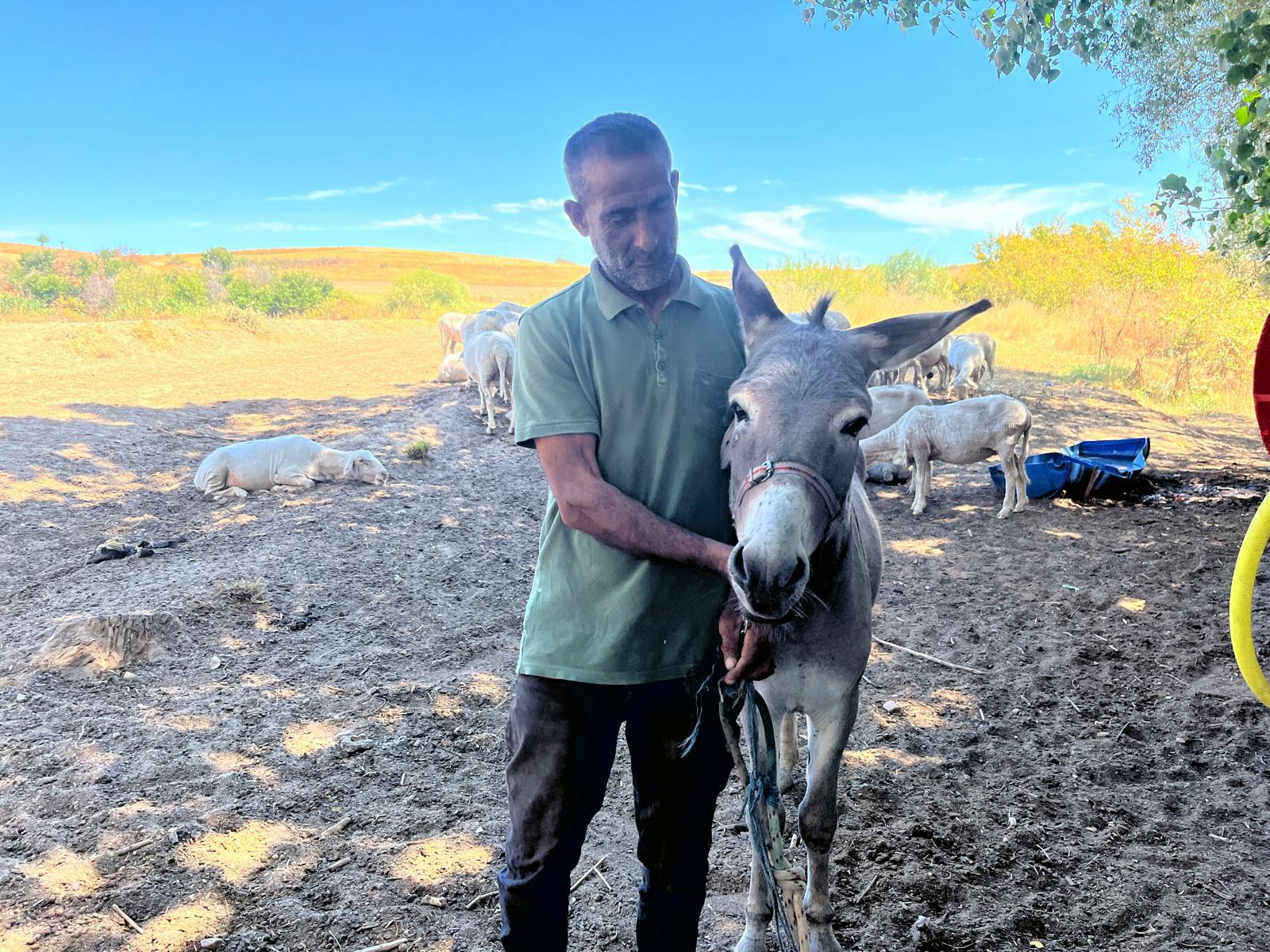 Fenomen eşek ‘Kadife’ sahibine döndü