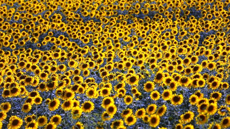 Trakya Birlik'ten ayçiçeği fiyatına revize