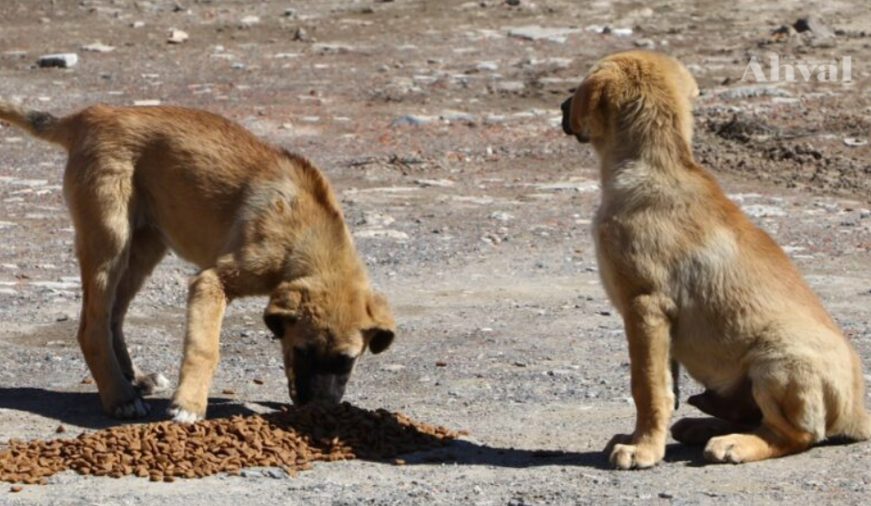 Kırklareli’nde 'Sahipsiz Hayvanları Koruma Birliği' kuruluyor