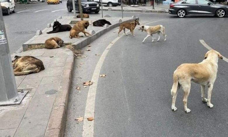 İşte Edirne’de toplanan köpek sayısı