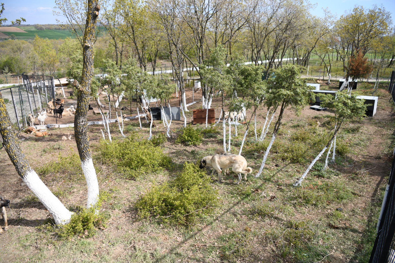Özcan; 'Barınağımız Edirne'nin yüz akıdır'