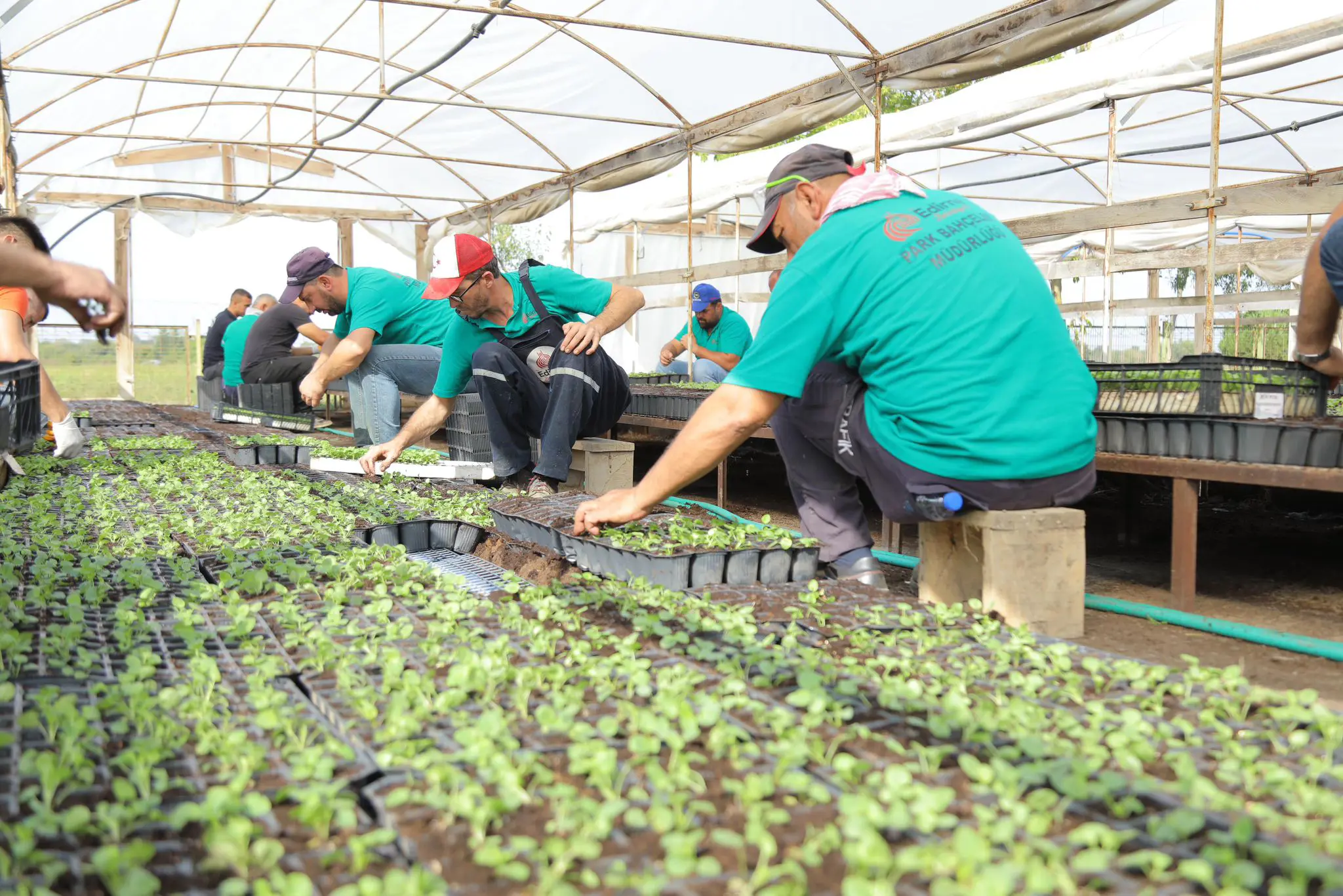 Sokakları hercai menekşeleri renklendirecek