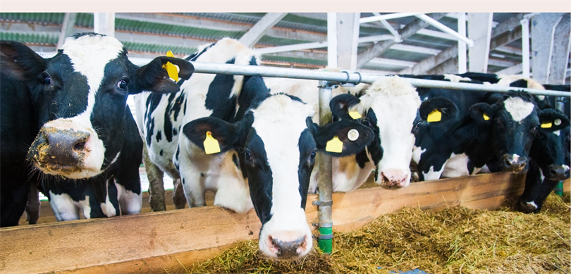 Hayvancılıkta 2025 yılı destekleri açıklandı