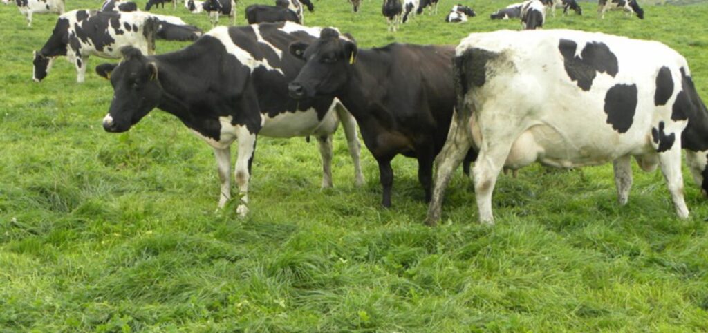 Çiğ süt fiyatına iki ayda ikinci zam