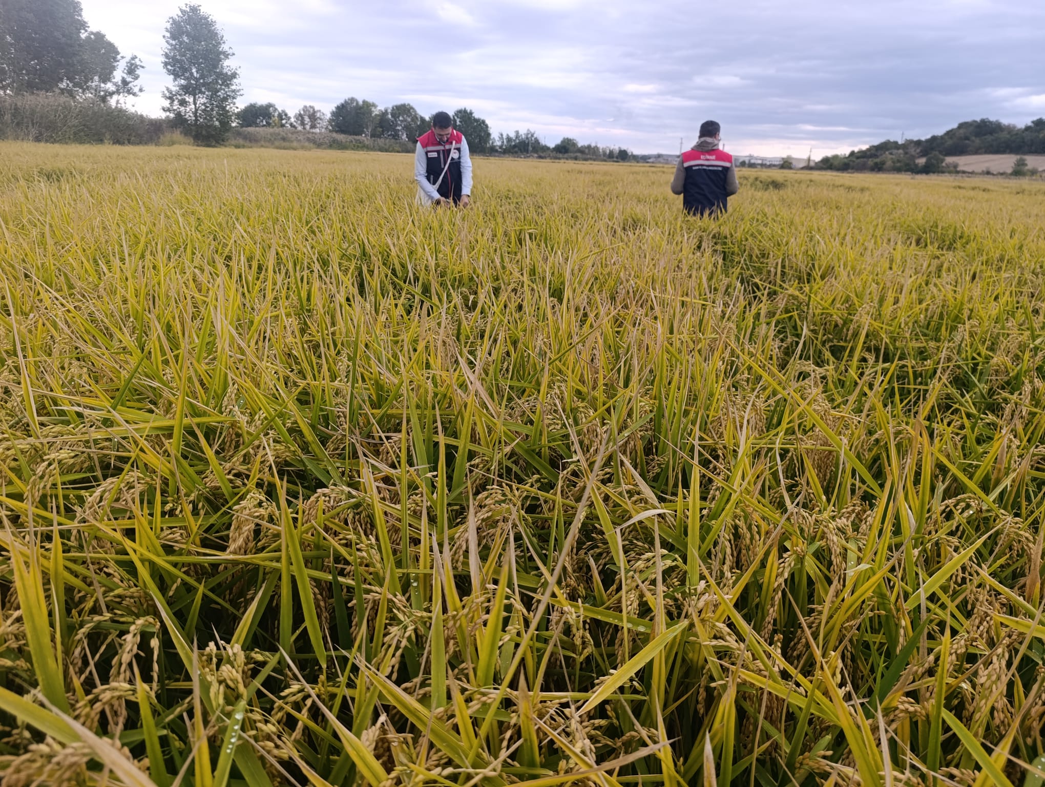 Çeltik tohumluğu üretim alanlarına denetim