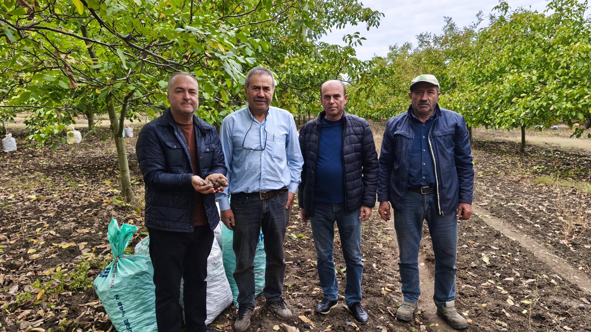 Ceviz hasadı 'don' ve 'kuraklığa' takıldı