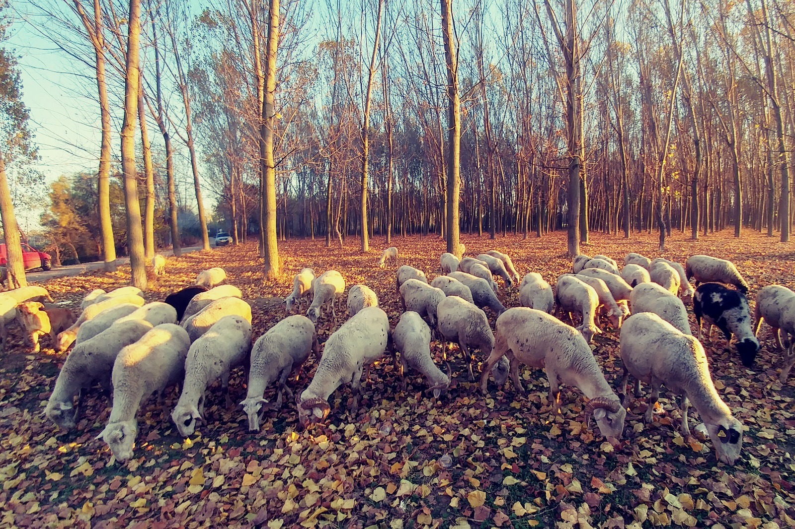 TÜ'den et açığını azaltacak proje hamlesi
