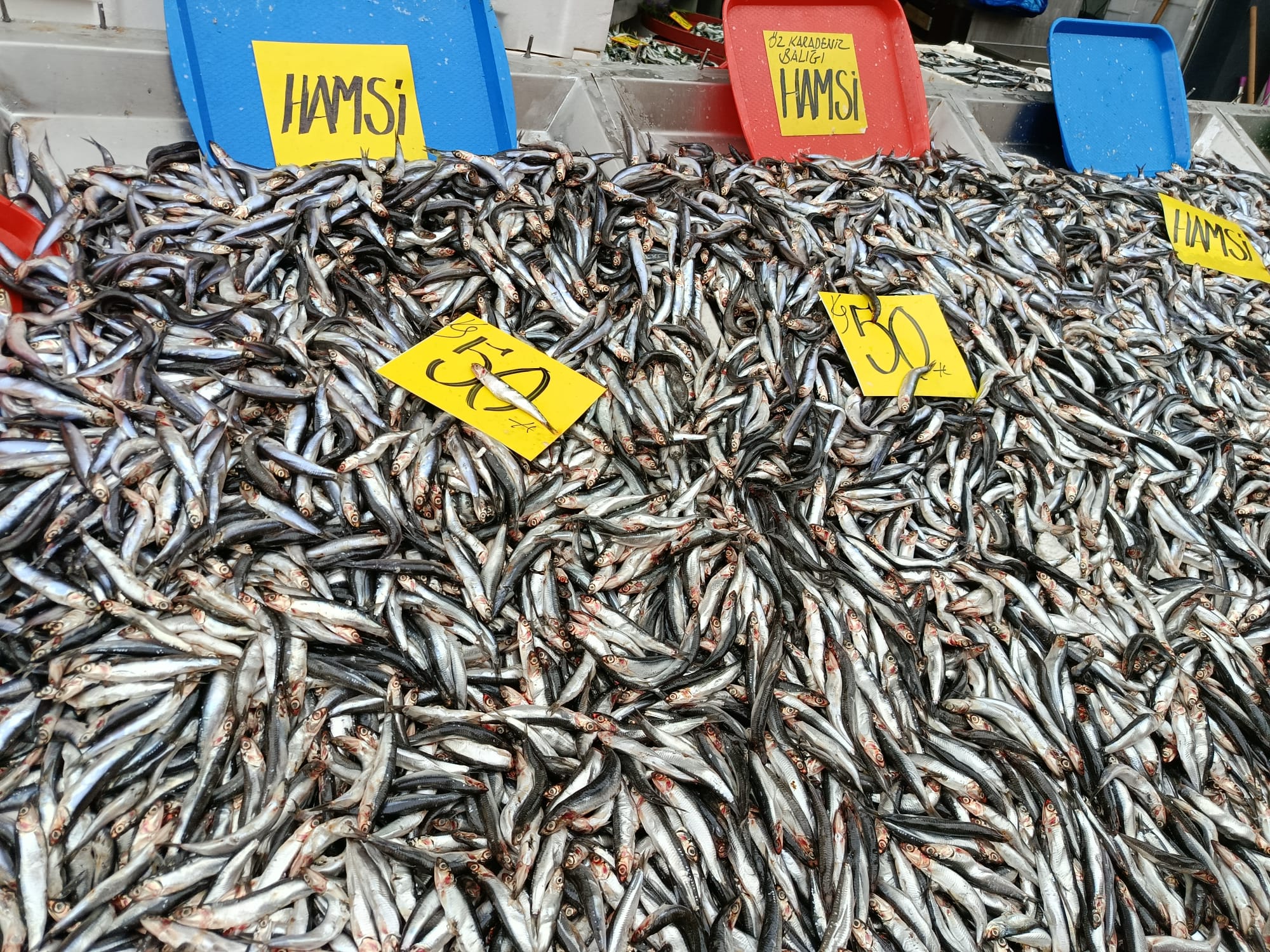 Hamside bereketli sezon; kilosu 50 liraya!