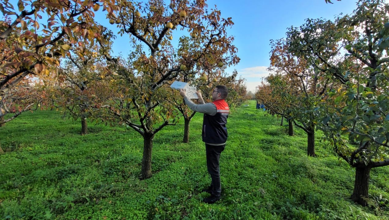 Meyve ağaçlarına 'feromon tuzak' kontrolü
