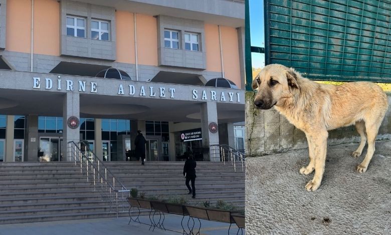 Köpeği iple sürükleyen personel serbest bırakıldı!