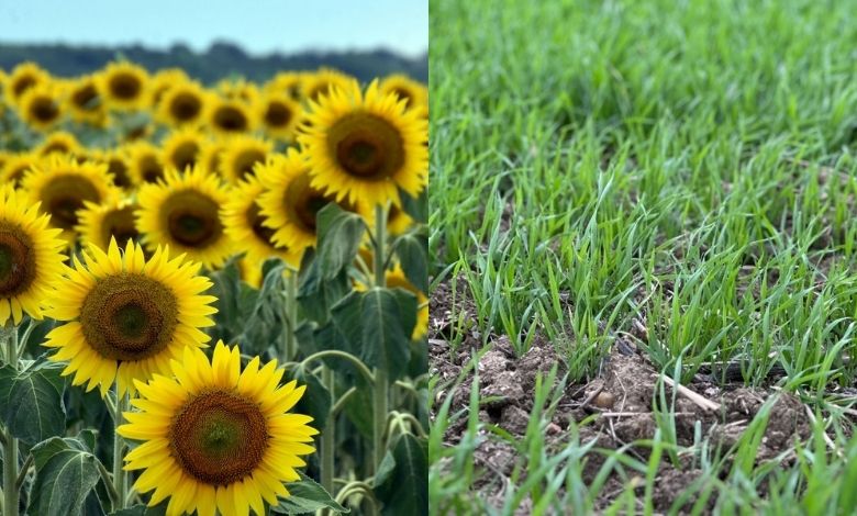 Üretici ayçiçeğinden uzaklaşıyor!
