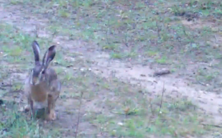 Edirne’deki yaban tavşanları kameralara tartışırken yakalandı