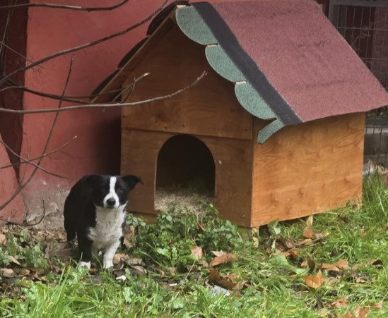 Atık malzemeler artık Badi’ye yuva!