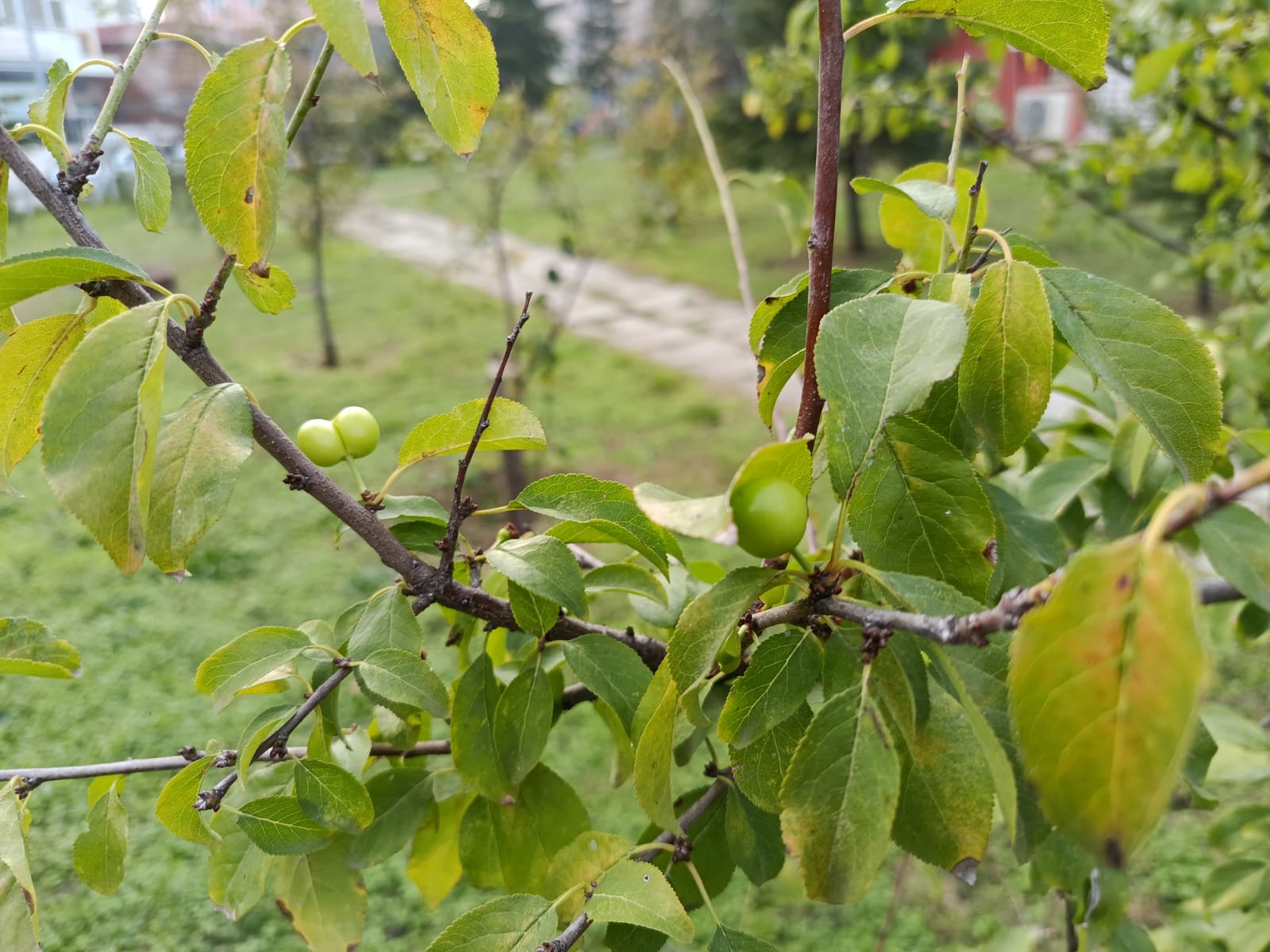 Aralık ayında 'erik' sürprizi