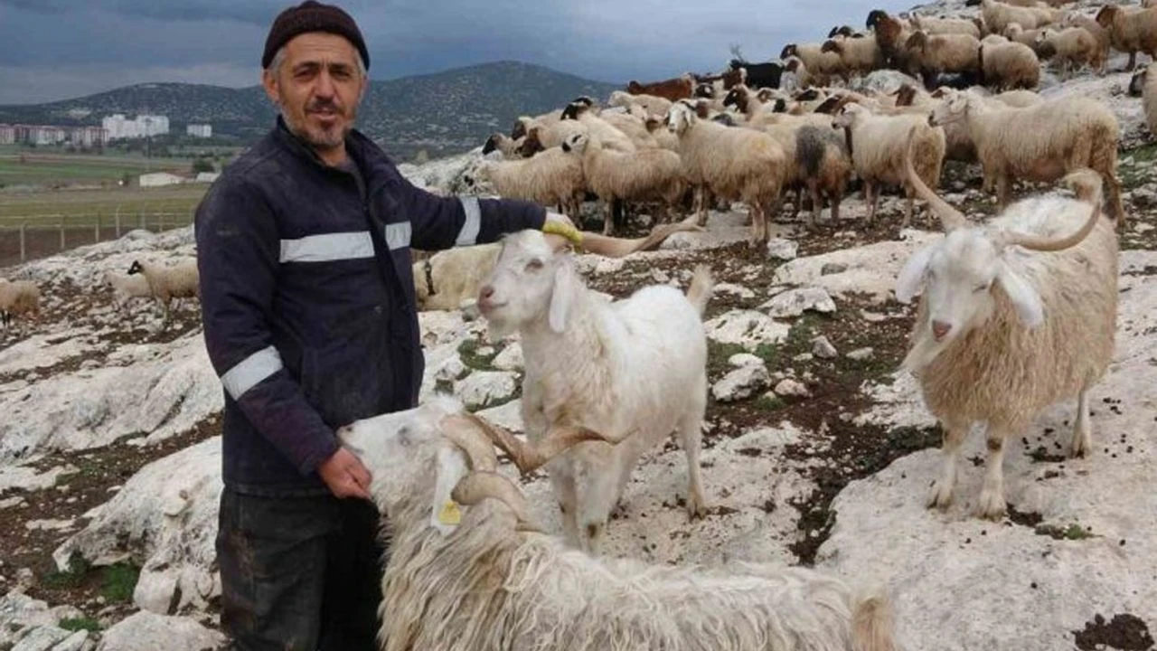 Üreticiye çoban istihdam desteği