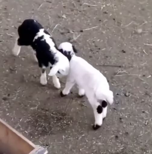 “Dövüşmeyin Guzum”