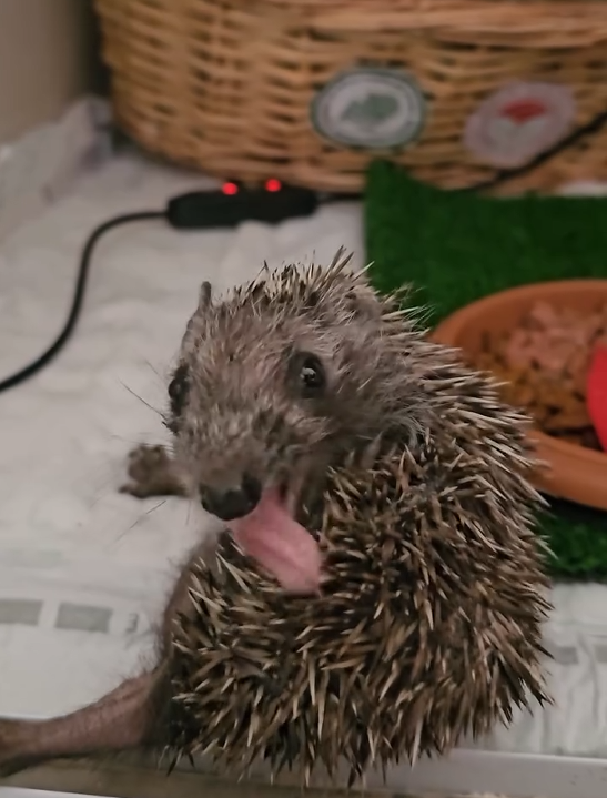 Dikenli Ama Sevimli, Yeniden Doğaya Döndü