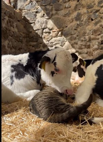 Buzağıların En Yakın Arkadaşı Kedi Oldu