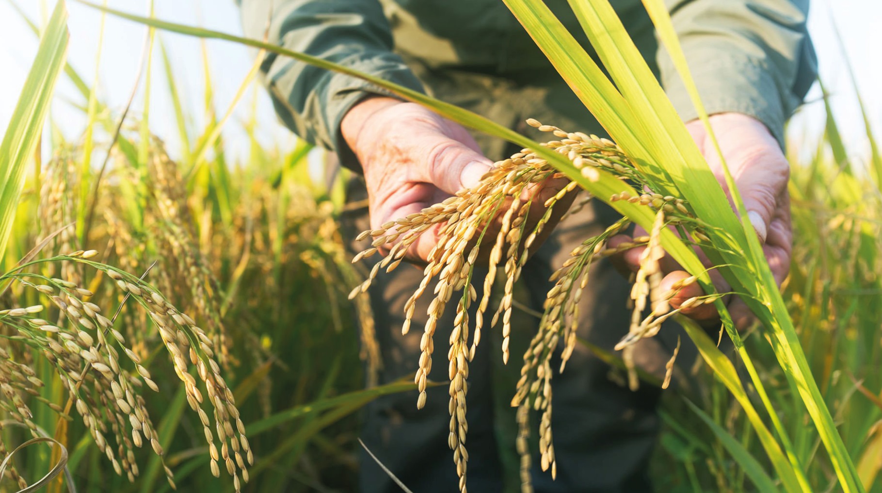 Çeltik ekimi için başvuru zamanı!
