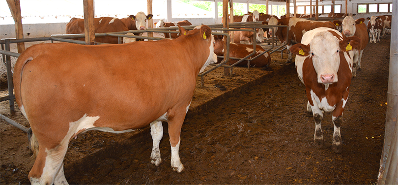 Kasaplar Dikkat! 2 Şubat'tan Sonra Böyle Kesilecek!