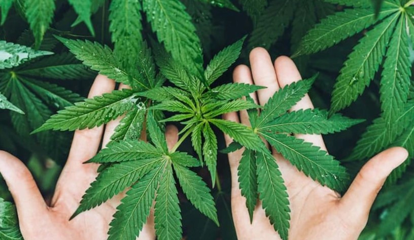 Kenevir yetiştiriciliğinde yeni dönem