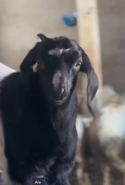 Sütü Fazla Kaçırdı, Koyunlar Zor Anlar Yaşadı