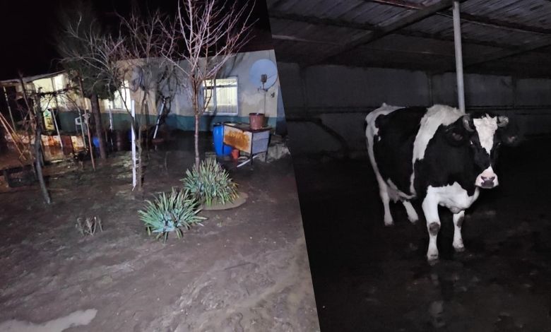 Sağanak kabusa döndü, ev ve ahırları su bastı