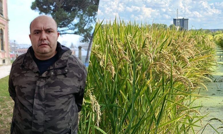 Çeltikte 'geç fiyat' krizi