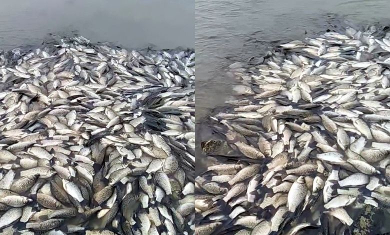 Şüpheli balık ölümleri, ekipleri harekete geçirdi!